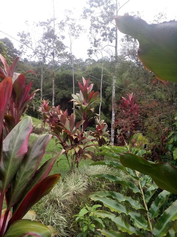 Green Mountain And Lodge Turrialba Ruang foto