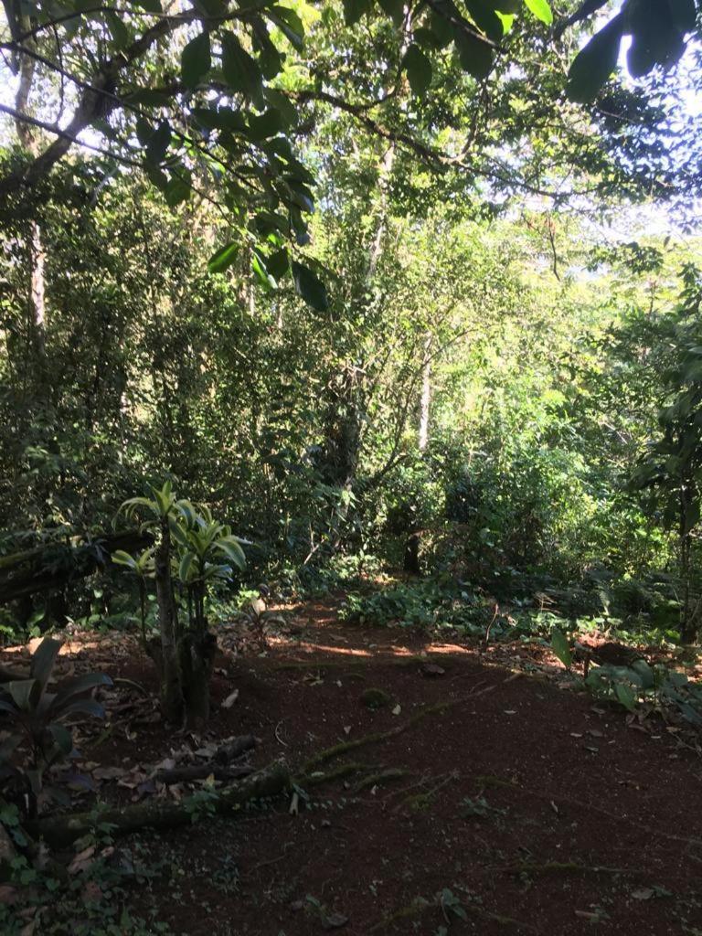 Green Mountain And Lodge Turrialba Bagian luar foto