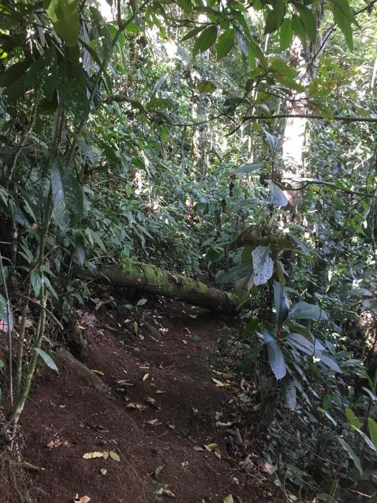 Green Mountain And Lodge Turrialba Bagian luar foto