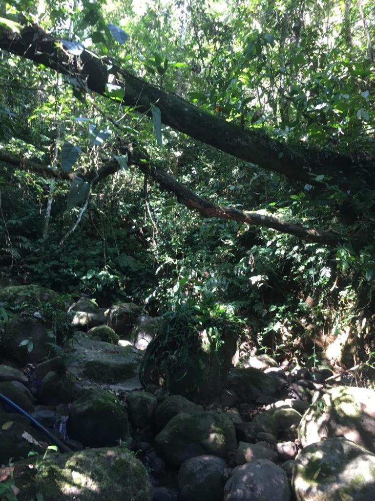 Green Mountain And Lodge Turrialba Bagian luar foto
