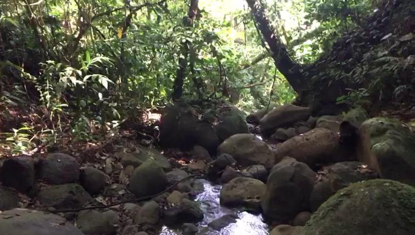 Green Mountain And Lodge Turrialba Bagian luar foto